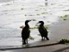 Cormorants