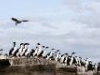 Cormorants